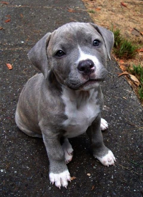 Cats And Dogs Baby Puppy Off Baby Kale Dogs Pitbull Mix Puppies