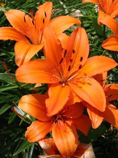 liliy