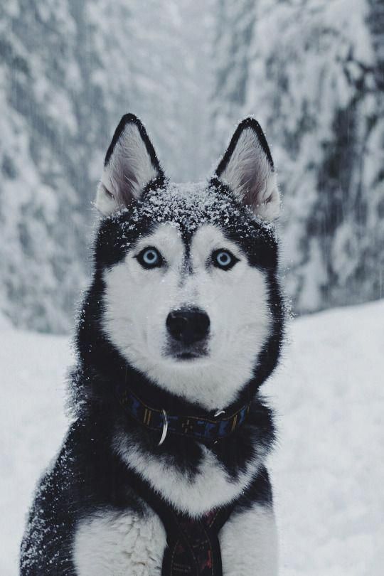 Playful Siberian Huskies Puppy Personality Siberianhuskydog