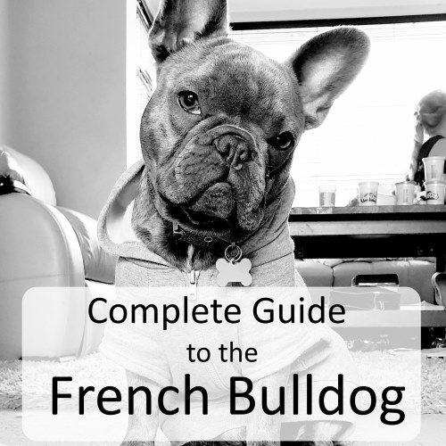 Complete Guide To The French Bulldog Everything You Could
