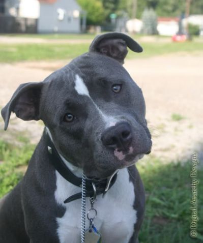 Ukc Registered Gray Pit Pitbull Terrier Pitbull Puppies