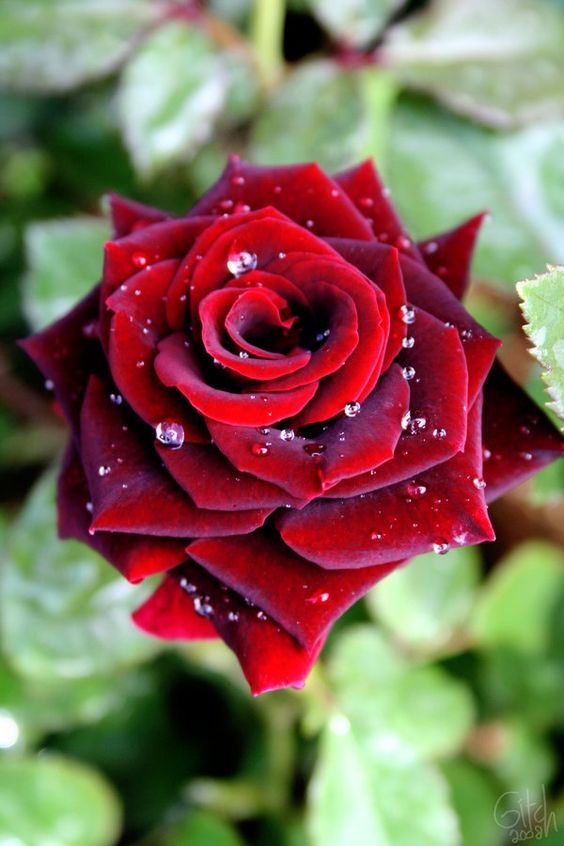 roes-flowars