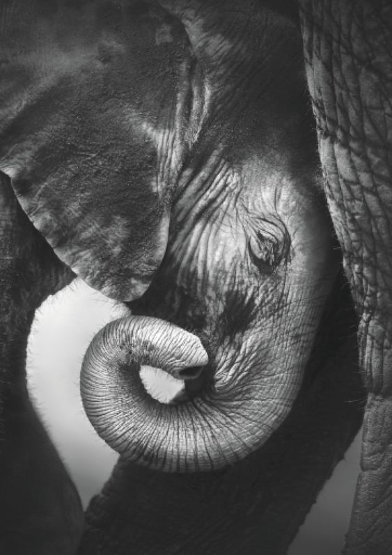 Studio Selection Wall Art Top Picks from Optimalprint. Easy to personalise with your photos from any device. Printed in the USA with 100% Quality guarantee. Create, design and order your own Studio Selection Wall Art Top Picks with Optimalprint US. Download the Optimalprint app and get free delivery on your order + other special gifts!, Baby elephant seeking comfort against mother\'s leg - Etosha National Park
