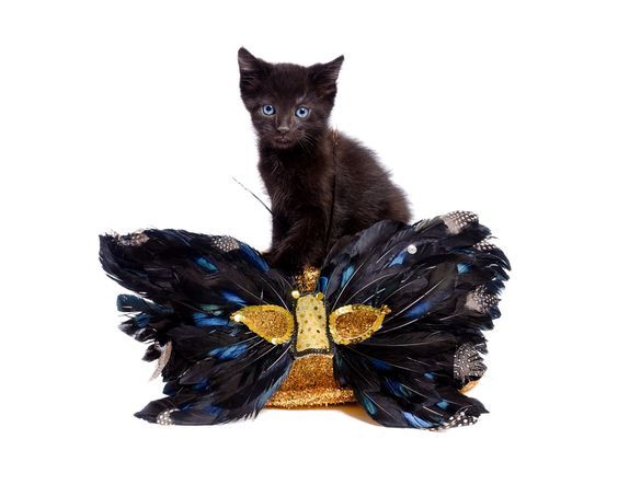 Pin On Mardi Gras Cats