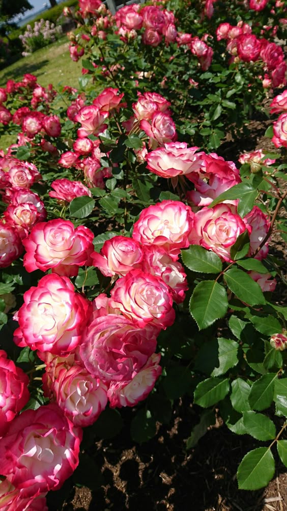 roes-flowars