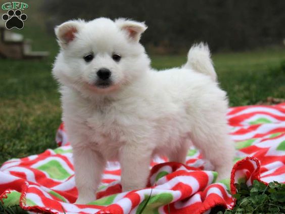 Snowball American Eskimo Puppy For Sale In Pennsylvania