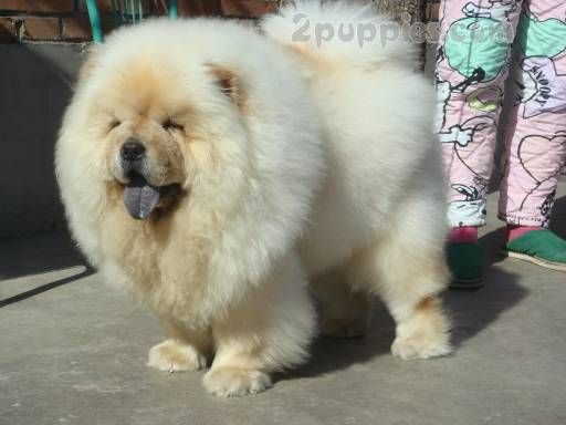 Chow Chow Dangerous Dogs Dog Breeds Small Fluffy Dog Breeds