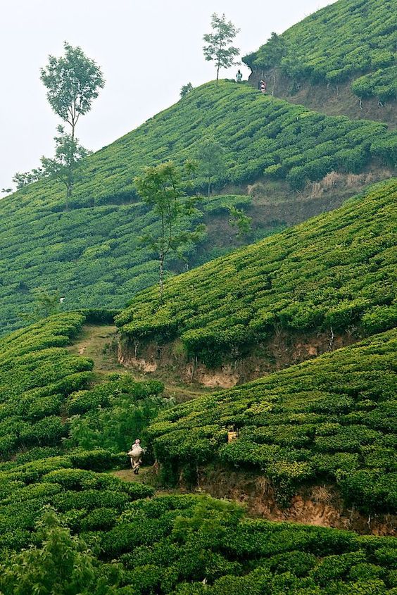 Tourist Places To visit in kerala | Beauty of Kerala- Tourism