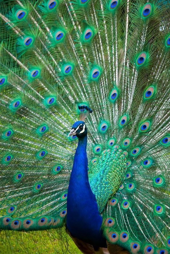 DSC_0110_Peacock