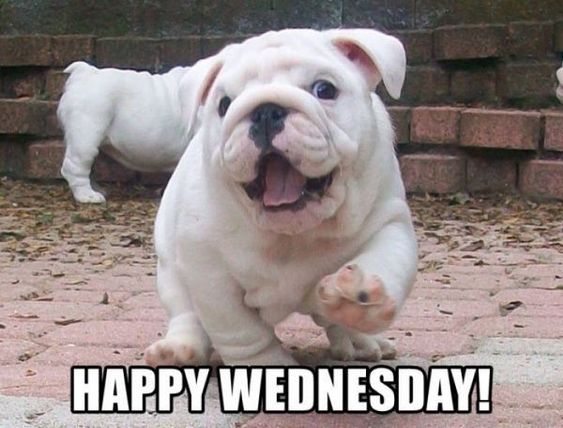 36 Funny Happy Wednesday Memes