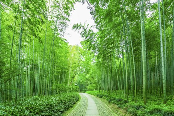 Forest nature china growth day Free Photo | Free Photo #Freepik #photo #freebackground #freetree #freewood #freeleaf