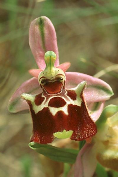 Ophrys apulica - Photo courtesy of T. H. Pain and the Orchids of France and Europe ..z