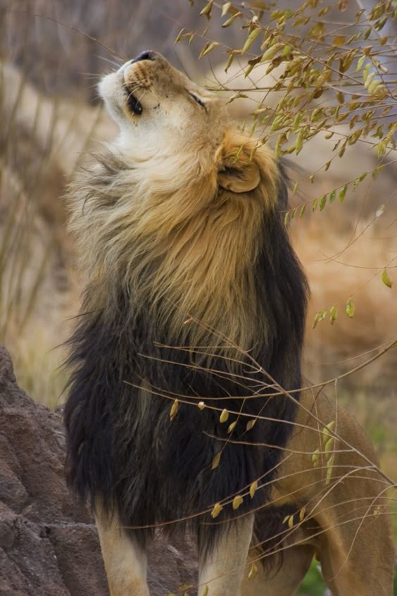 Male Lion