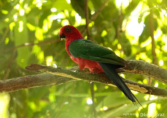 NURI RAJA AMBON (Alisterus amboinensis) KHAS MALUKU
