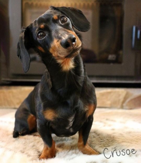 Crusoe The Famous Dachshund Crusoe The Celebrity Dachshund