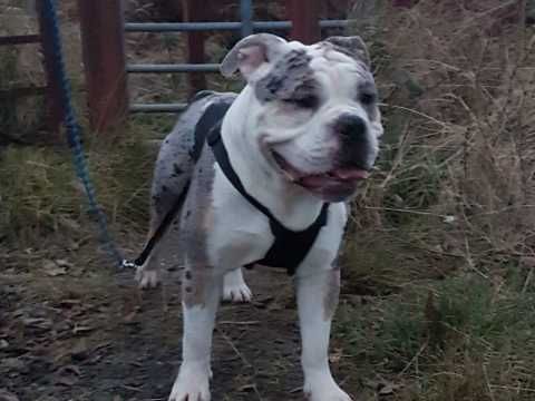 Old English Bulldog Old English Bulldog Old English English Bull