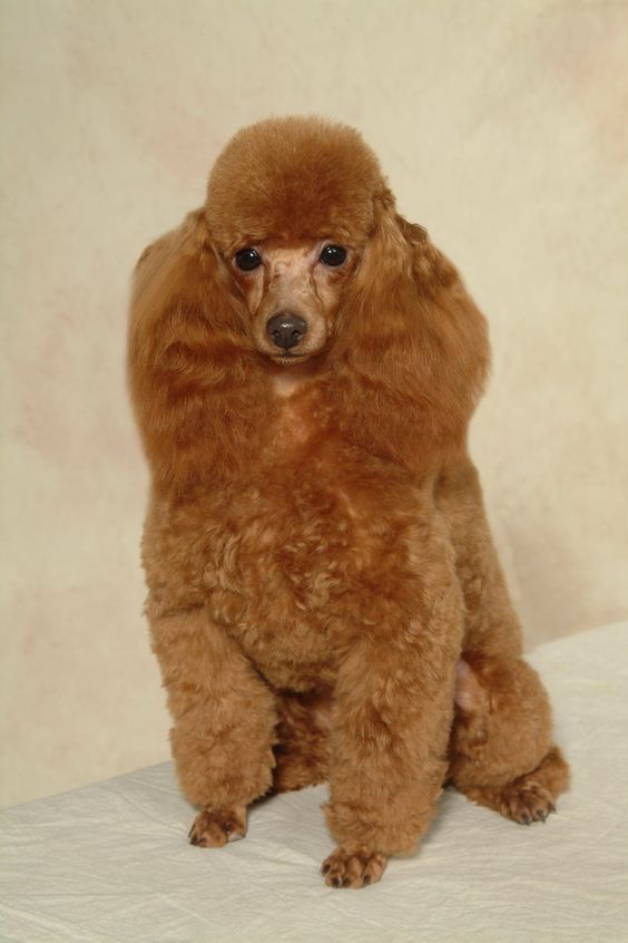 teacup poodle how much, teacup poodle adult, teacup poodle health issues