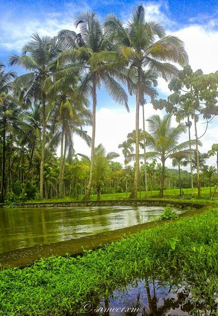 Kerala nature