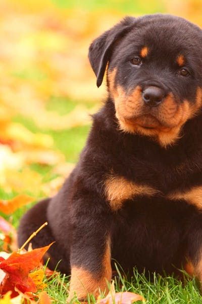 Rottweiler Dog Names | Popular Male and Female Names | Wag! - Wag!
