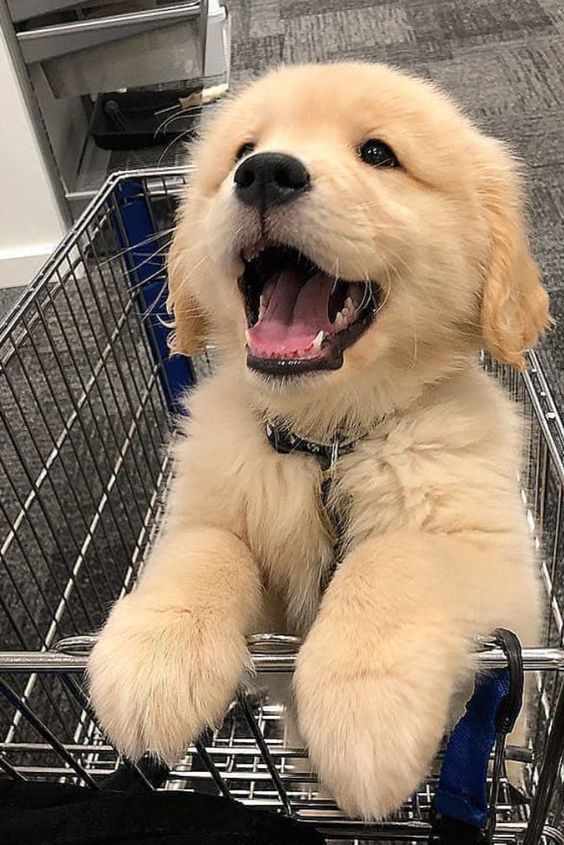 26 Teeny Tiny Puppies Guaranteed To Make You Say Awww Cute Animals Cute Animal Pictures Cute Dogs