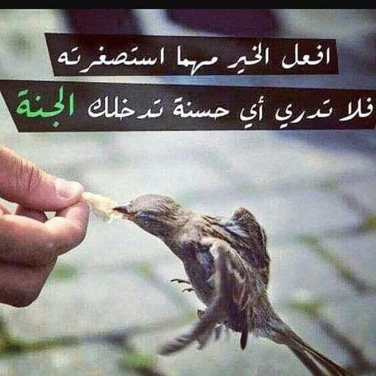 قال الله تعالى و اف ع ل وا ال خ ي ر ل ع ل ك م ت ف ل ح ون 77 الحج افعل الخير واقض حوائج الناس لا Free Phone Wallpaper Animals Phone Wallpaper