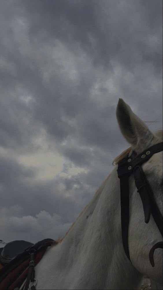 horse-photo