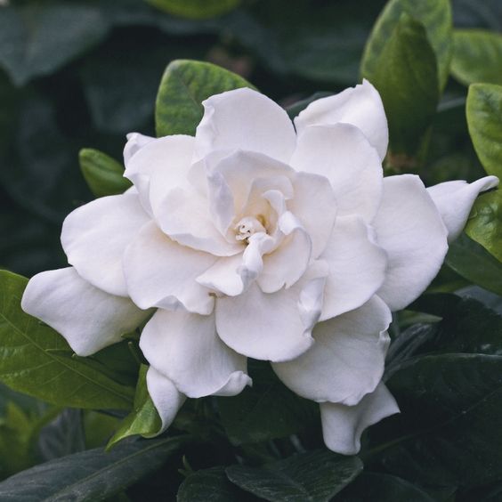 Top 6 Benefits of Gardenia Flowers & Gardenia Essential Oil by @draxe