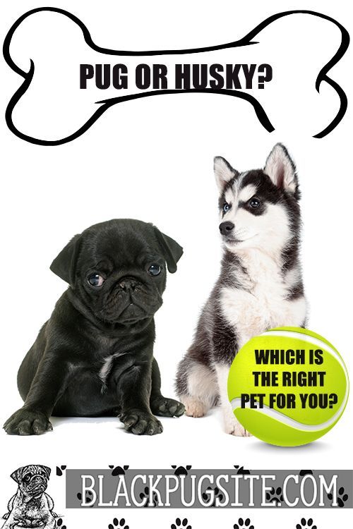 Pug Vs Husky Which Dog Is The Best For Your Family Pugs Pug