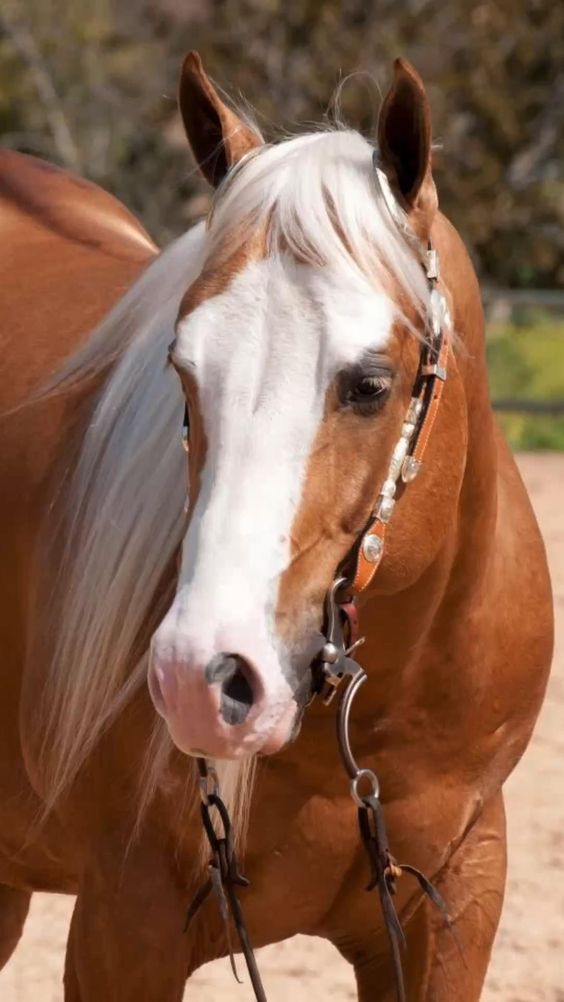 Golden Palomino Horse