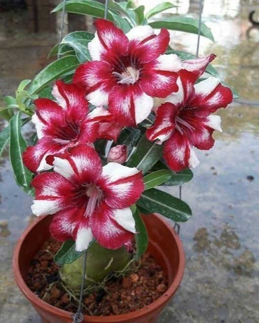 BG_ 200Pcs Adenium Desert Rose Flower Seeds Perennials Garden Balcony Plant Deco BG_ 200Pcs Adenium Desert Rose Flower Seeds Perennials Garden Balcony Plant Deco