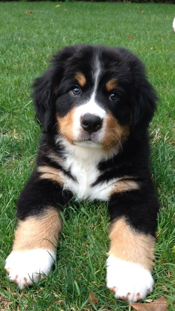 cute dogs/ cute and funny dogs