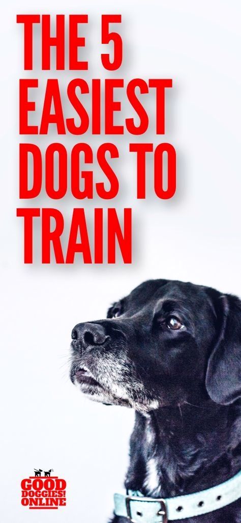 Dog Training Tricks Click The Picture For Lots Of Dog Obedience