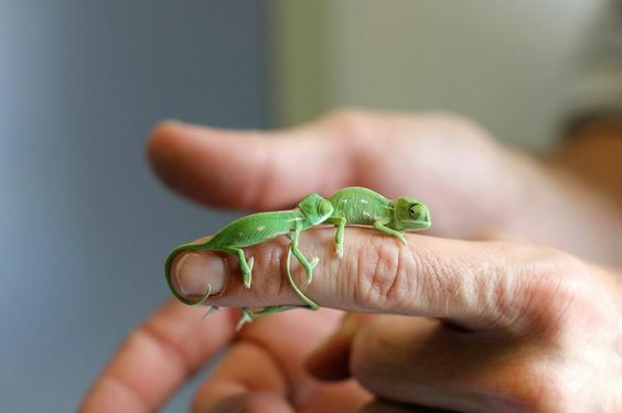 âÂÂBugün benimle burada buluÃ
ÂtuÃÂun için teÃ
Âekkürler Carl. KonuÃ
Âacak çok Ã
Âeyimiz var⦠âÂÂ| Bu bebek bukalemunlarñ idare etmek için çok güzel