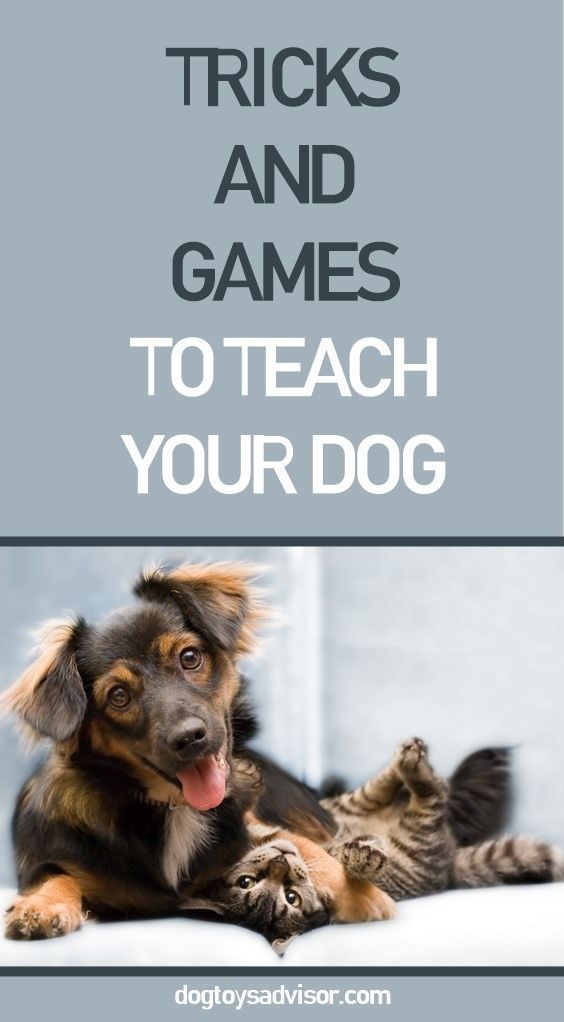 Teach Your Dog These Interactive Tricks And Games From Playing