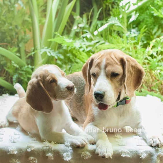 Mr N Mrs Pet Get Your Healthy And Purebred Puppy From Responsible