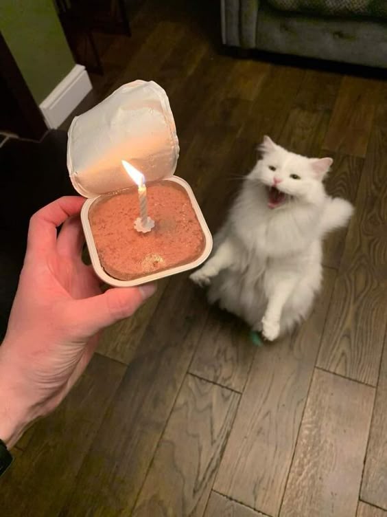 This Facebook Page Is All About Animal Images That Need To Be Seen (50 Pics)