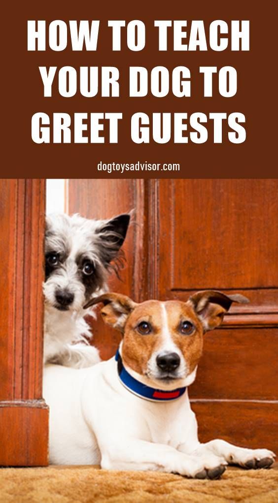 Does Your Dog Jump On People Check Out Our Guide For How To Train