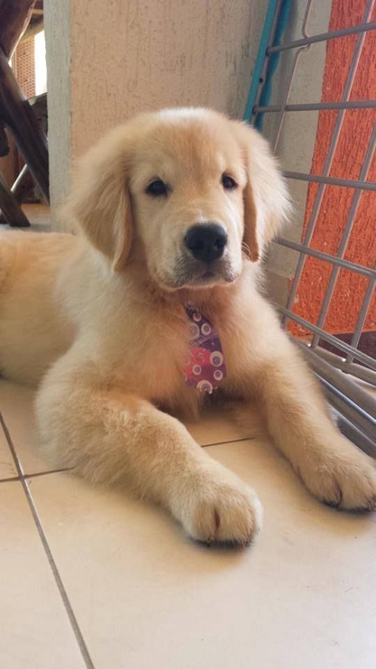 Cute Golden Puppy Goldenretrievercute Cute Puppies Retriever
