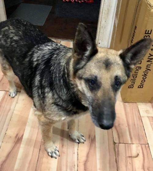Adopt Hannah 0816 On German Shepherd Dogs Dog Search Shepherd Dog