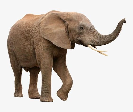 Elephant PNG - Free Download