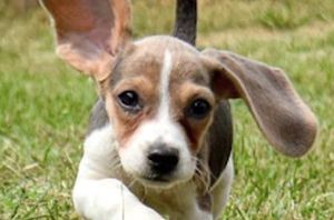 Fall In Love With The Baby Beagle Beagle Puppy Pictures Facts