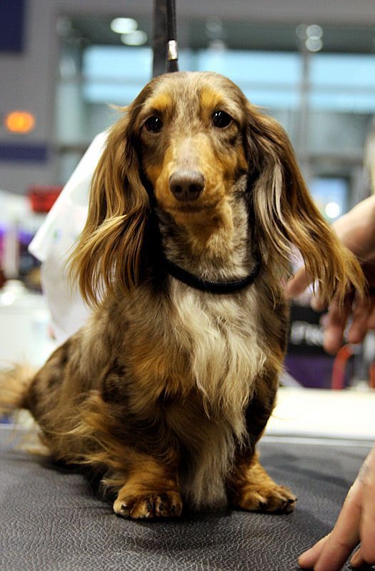 Akc Black And Tan Brindle Dachshund Champion Dapple Funny