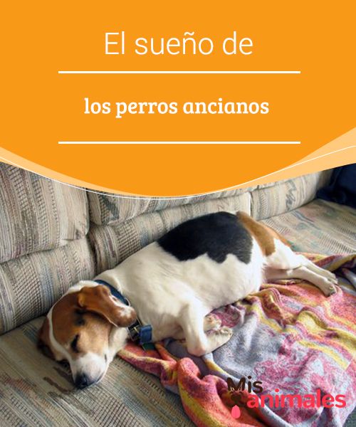 El Sueño De Los Perros Ancianos Mis Animales Perros Recetas Para Perros Perros Mascotas
