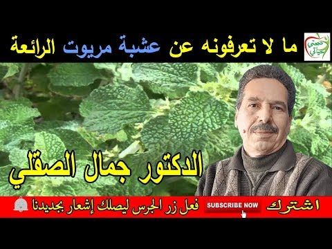 فوائد عشبة مريوت مقوية ومنشطة للكبد و القلب مع الدكتور جمال الصقلي Youtube