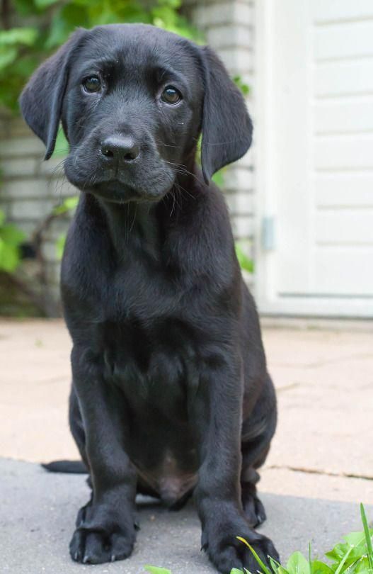 If You Love Labradors Visit Our Blog Labrador Labradorretriever Labradorcentral Credi Labrador Retriever Facts Labrador Retriever Dog Labrador Retriever