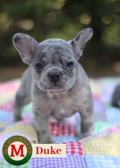Duke Male Akc French Bulldog Puppy For Sale In Missouri Akc
