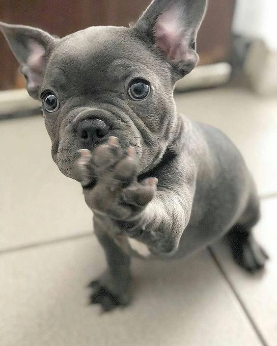 Stop Right There Treats First Then Kisses Dogmom Dogdad