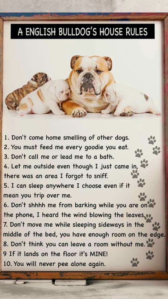 Not Just For English Bulldogs Applies To Staffys And Mutts Too