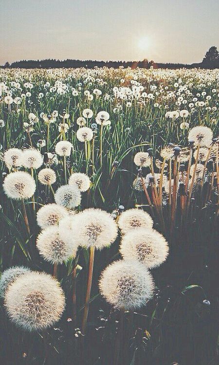 tumblr photography flowers hipster - Google Search