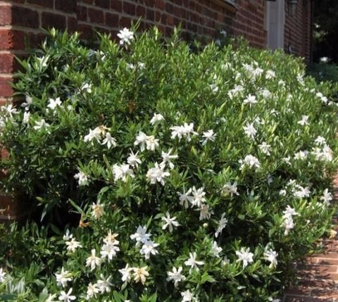 Frost Proof Gardenia With Images Live Plants Garden Chores